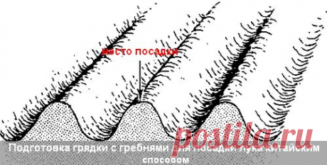 Выращивание лука на гребнях китайским способом: секреты и советы