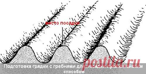 Выращивание лука на гребнях китайским способом: секреты и советы