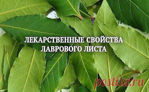 ЛАВРОВЫЙ ЛИСТ В ПОМОЩЬ  
Именно остеохондроз является причиной боли в спине в 80% случаев
Для тех, у кого застарелый остеохондроз, лучше любых мазей из аптеки помогают средства на основе лаврового листа.
Вот отличные рецепты:
1) Лавровое масло. Залить стаканом оливкового масла 1 ст. ложку мелко нарезанных лавровых листьев и настаивать 15 дней в теплом месте. Лучше всего втирать масло в больные места на ночь, а потом тепло укутываться.
2) Настой. Взять 1 ч. ложку измельченных листьев и залить 1,5