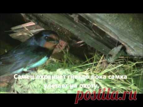 Ласточка деревенская Hirundo rustica в деревне Ильино - YouTube