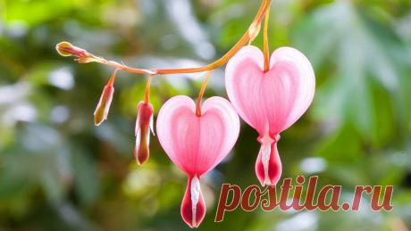 Дицентра - цветок сердца Дицентра издалека смотрится очень жизнерадостно и симпатично, но стоит присмотреться, и сразу становится ясно – красавица испытала на себе горе неразделенной любви…