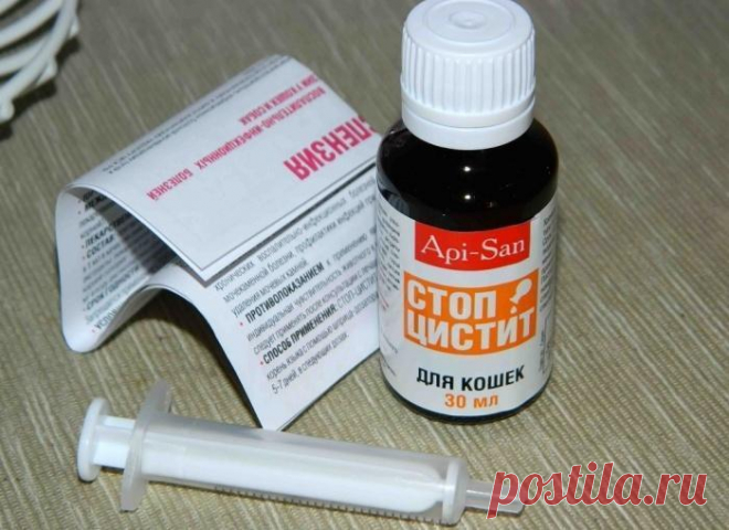 Симптомы и лечение цистита у кошек в домашних условиях, краткий обзор препаратов