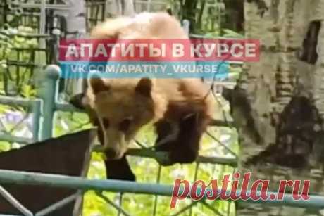 Россиянин встретил медведя на кладбище и задал ему вопрос. В городе Кировск Мурманской области мужчина встретил медведя на кладбище, задал ему вопрос и снял это на видео. На записи видно, что небольшой медвежонок залез на металлическую ограду одной из могил и оглядывается по сторонам. Зверь несколько раз смотрит в камеру и пытается перелезть через забор.