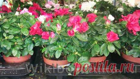 Самые капризные комнатные цветы