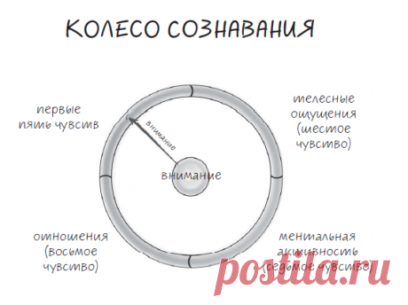 Каждая книга Дэниела Сигела — глубокое погружение в тайны человеческого разума, из которого выныриваешь немного другим: наполненным инсайтами, будто проснувшимся ото сна. Неспроста мы выпускаем уже четвертую книгу знаменитого психиатра. Внутри не только исследование — там мощная практика «Колесо сознавания», которую Сигел разрабатывал в течение многих лет.