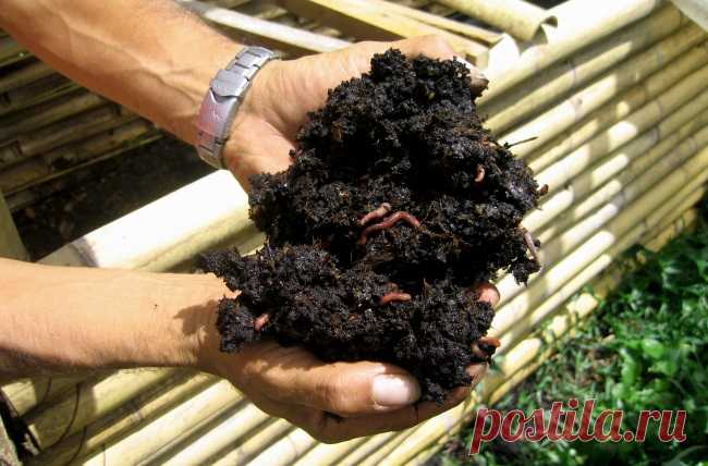 Используем кофе как удобрение для огорода