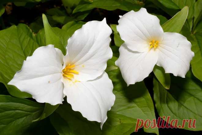 Триллиум крупноцветковый (Trillium grandiflorum)  |  Ботанический сад • Тверь - Публикации