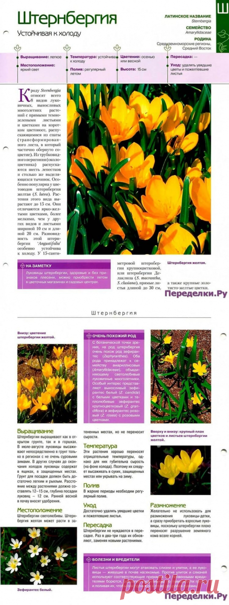 Штернбергия * Переделки.РуПеределки.Ру