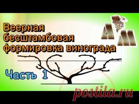 Веерная бесштамбовая формировка винограда (часть 1)