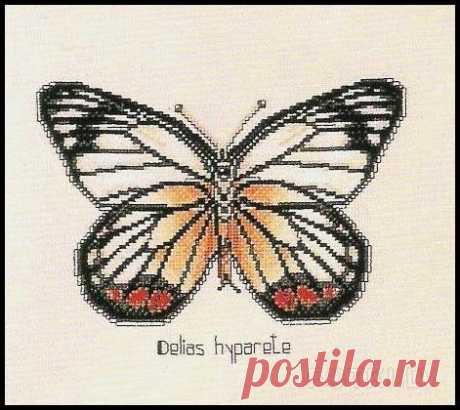 (8) Gallery.ru / Фото #1 - Delias Hyparete - Eksces