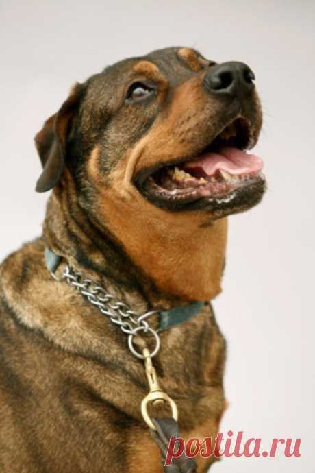 11 причин взять из приюта взрослую собаку вместо щенка / Питомцы