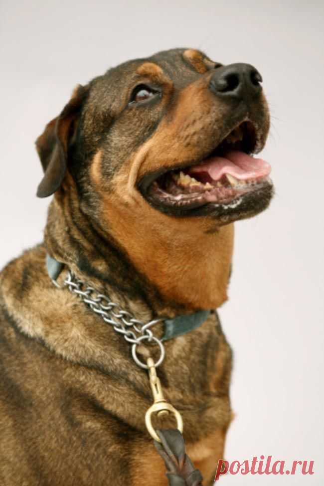 11 причин взять из приюта взрослую собаку вместо щенка / Питомцы