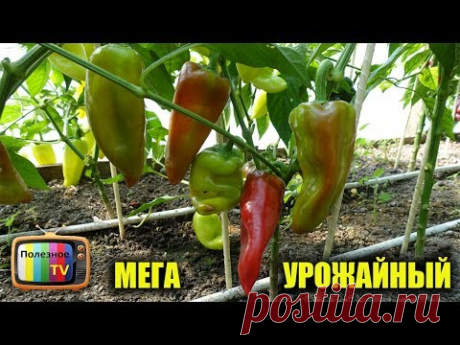 ЭТОТ СОРТ ПЕРЦА ПРОСТО ЗАВАЛИВАЕТ УРОЖАЕМ И СОВСЕМ НЕ ПРИХОТЛИВ