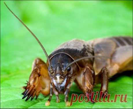 Борьба с медведкой в огороде: как она выглядит, народные средства против медведки, опасна ли она