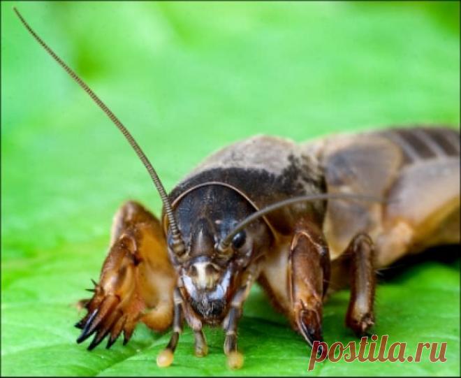 Борьба с медведкой в огороде: как она выглядит, народные средства против медведки, опасна ли она