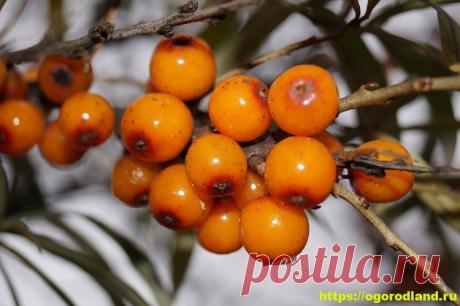 Сохраняем всю пользу облепихи