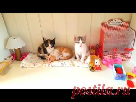 У НАС НОВЫЙ ДОМ для Котят Прямой Кефир КОШАЧЬЯ СЕМЬЯ СТРИМ Made a Lodge for Kittens  Николь и Алиса