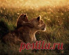 10 животных, которые демонстрируют эмоции, милые нашему сердцу. / Surfingbird знает всё, что ты любишь