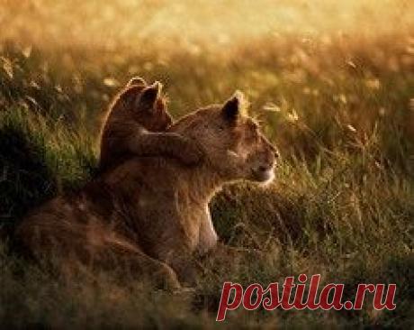 10 животных, которые демонстрируют эмоции, милые нашему сердцу. / Surfingbird знает всё, что ты любишь