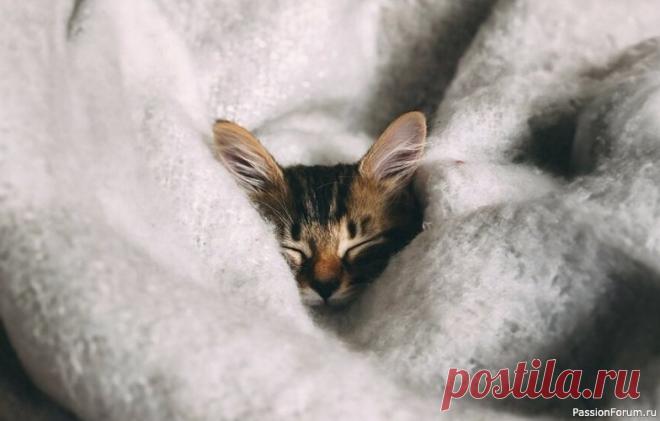 Забота о котенке в первые месяцы жизни Когда котят отлучают от кошкиЕсли вы берете котенка в питомнике или от домашней кошки, лучше не отлучать его от матери слишком рано.Многим людям «не в теме» кошачьего здоровья такой срок кажется слишком поздним, хотя на самом деле он адекватен — и вот почему:С молоком матери (даже...