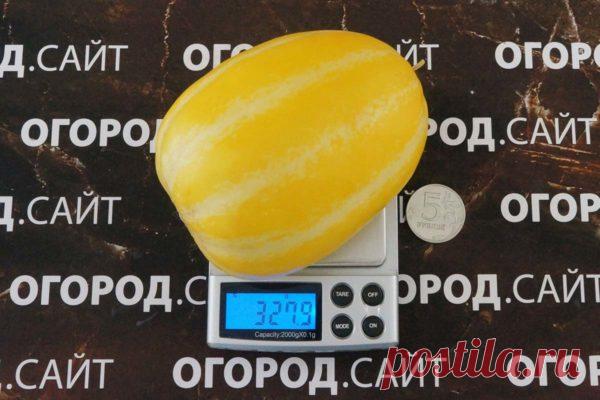 Ранняя холодостойкая корейская дыня Шамое | ОГОРОД.сайт