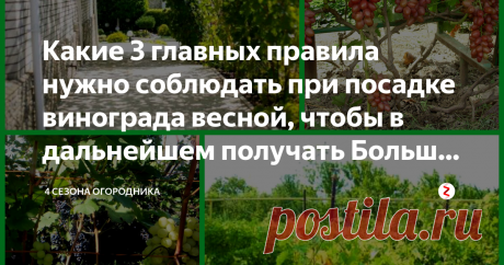 Какие 3 главных правила нужно соблюдать при посадке винограда весной, чтобы в дальнейшем получать Большие урожаи Если есть желание заложить виноградник, то самое время начать собирать информацию. Посадка винограда весной имеет свои преимущества, не обязательно откладывать на осень!
Тепло снижает риски вымерзания молодых саженцев. После посадки весной кусты быстро идут в рост, а участок для них готовят еще с осени, когда