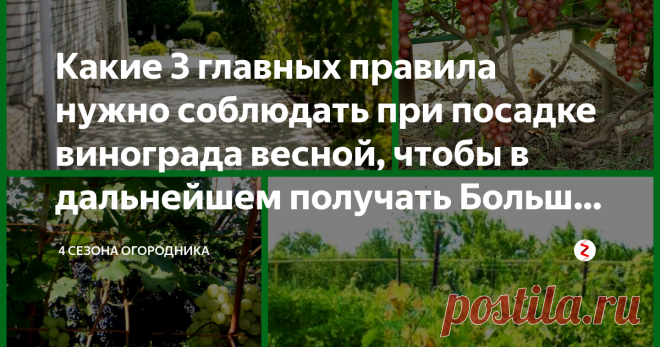 Какие 3 главных правила нужно соблюдать при посадке винограда весной, чтобы в дальнейшем получать Большие урожаи Если есть желание заложить виноградник, то самое время начать собирать информацию. Посадка винограда весной имеет свои преимущества, не обязательно откладывать на осень!
Тепло снижает риски вымерзания молодых саженцев. После посадки весной кусты быстро идут в рост, а участок для них готовят еще с осени, когда