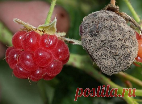 Лучшие советы для защиты растений