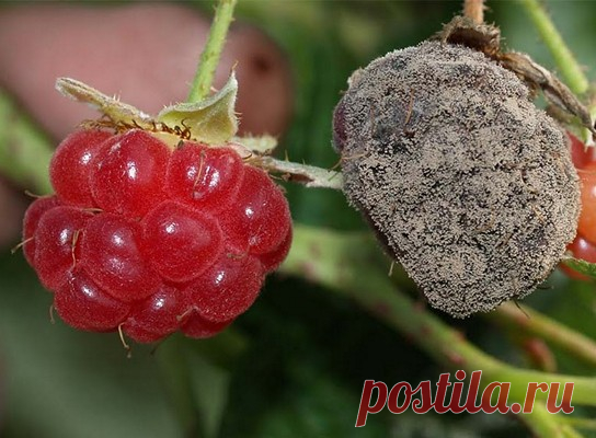 Лучшие советы для защиты растений