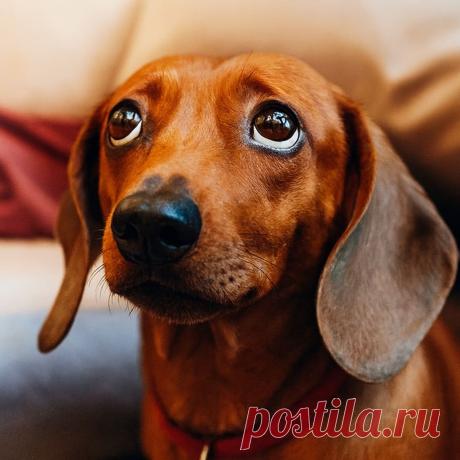 Мой лучший друг - OGADANIE.RU