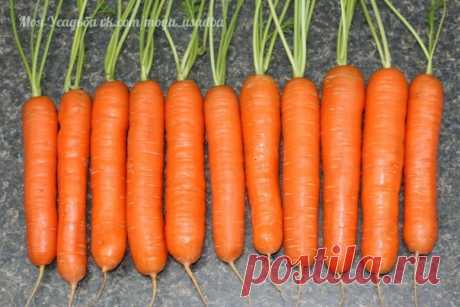 Я морковь сею следующим образом.

Морковь любит глубоко возделанную плодородную почву. Не прореживаю, почти. Поступаю следующим образом: за 10-12 дней до посева семена моркови завязываем в тряпочку ( посвободнее). Закапываем во влажную землю на штык лопаты ( важно!).

В течение этого срока из семян выветриваются эфирные масла, которые мешают семенам прорасти. По истечении указанного срока откапываем узелки с семенами из земли. Семена будут уже набухшие, крупные, почти прор...