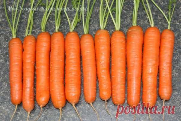 Я морковь сею следующим образом.

Морковь любит глубоко возделанную плодородную почву. Не прореживаю, почти. Поступаю следующим образом: за 10-12 дней до посева семена моркови завязываем в тряпочку ( посвободнее). Закапываем во влажную землю на штык лопаты ( важно!).

В течение этого срока из семян выветриваются эфирные масла, которые мешают семенам прорасти. По истечении указанного срока откапываем узелки с семенами из земли. Семена будут уже набухшие, крупные, почти прор...