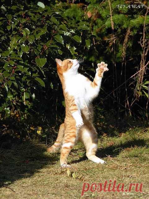 Коты прямоходящие