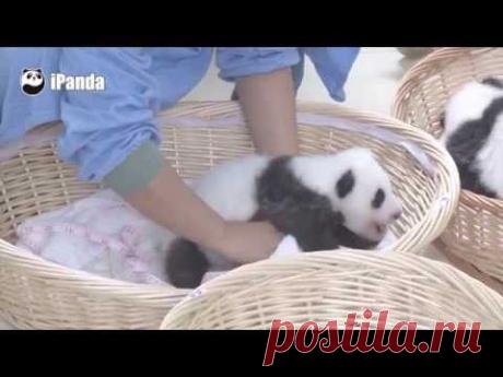 Как работает няня панды / Видео / Моя Планета