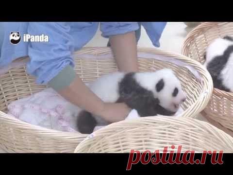 Как работает няня панды / Видео / Моя Планета