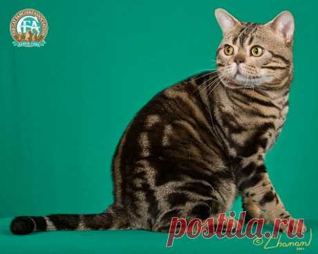 cfa cats - Поиск в Google