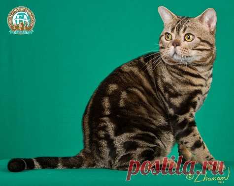 cfa cats - Поиск в Google