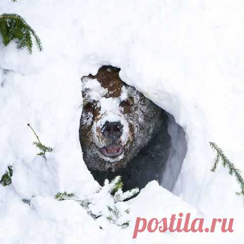 Вежливые Люди. Русь Единая - НОД ☑ 21₊ АНТИМАЙДАН