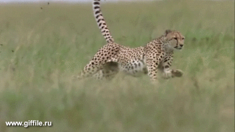 giffile.ru_gif_nature_464_thumb_500.gif (Изображение GIF, 500 × 280 пикселов)