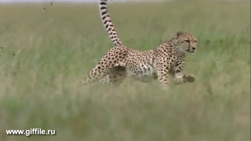 giffile.ru_gif_nature_464_thumb_500.gif (Изображение GIF, 500 × 280 пикселов)