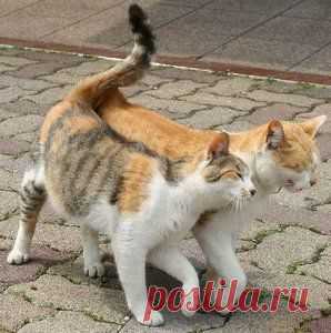 Течка у кошек