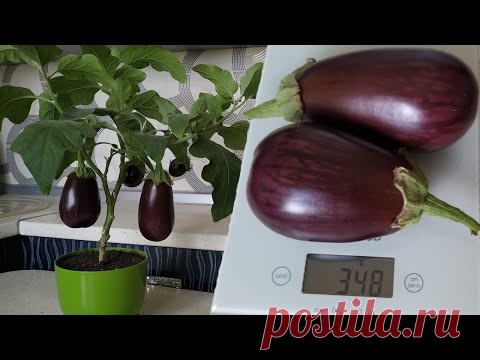 Урожай в апреле – как вырастить баклажан в квартире | Личный опыт (Огород.ru)