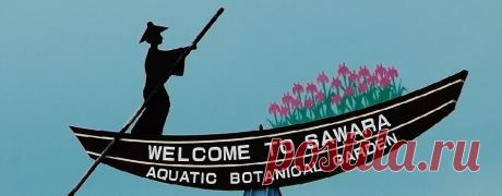 Водный сад ирисов в Японии (The water garden iris Suigo Sawara)