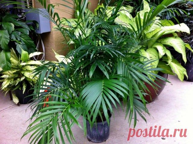 Разновидности домашней пальмы с названиями и фото