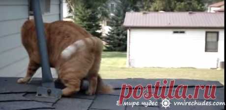 Кошка подружилась с белкой. Просто невероятно!