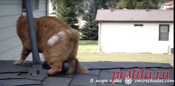 Кошка подружилась с белкой. Просто невероятно!