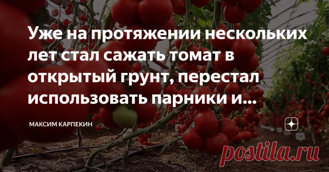 Уже на протяжении нескольких лет стал сажать томат в открытый грунт, перестал использовать парники и теплицы. Ни разу не пожалел Насколько я знаю, многие садоводы и огородники предпочитают выращивать свои помидоры именно в теплице, ну или порой сажают их в парнике, но ведь такие строения есть не везде, не так ли?
Думаю, вы должны знать, почему именно в них томаты растут очень хорошо. Всё очень просто, помидоры очень теплолюбивы и не переносят холод от слова совсем, поэтому...