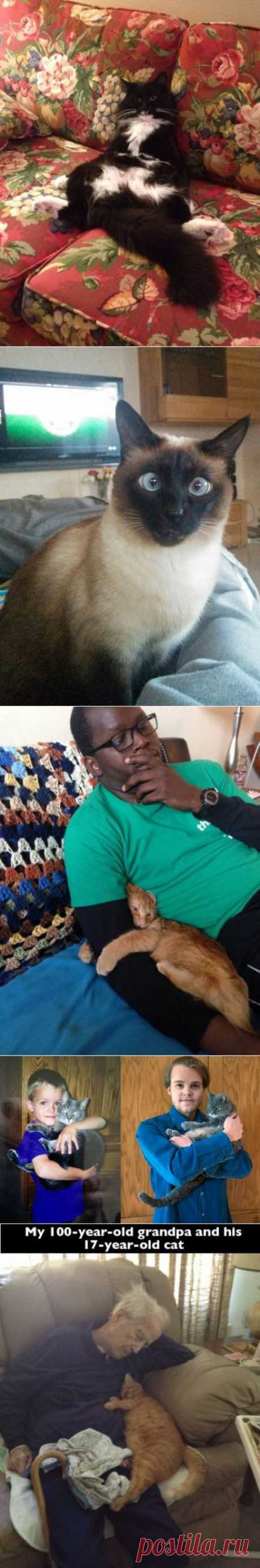 Прикольные кошки / Питомцы