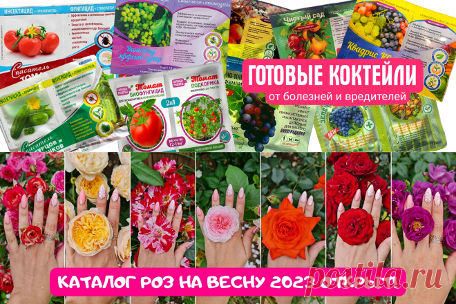 Розы — Интернет-магазин Цвет'ОК