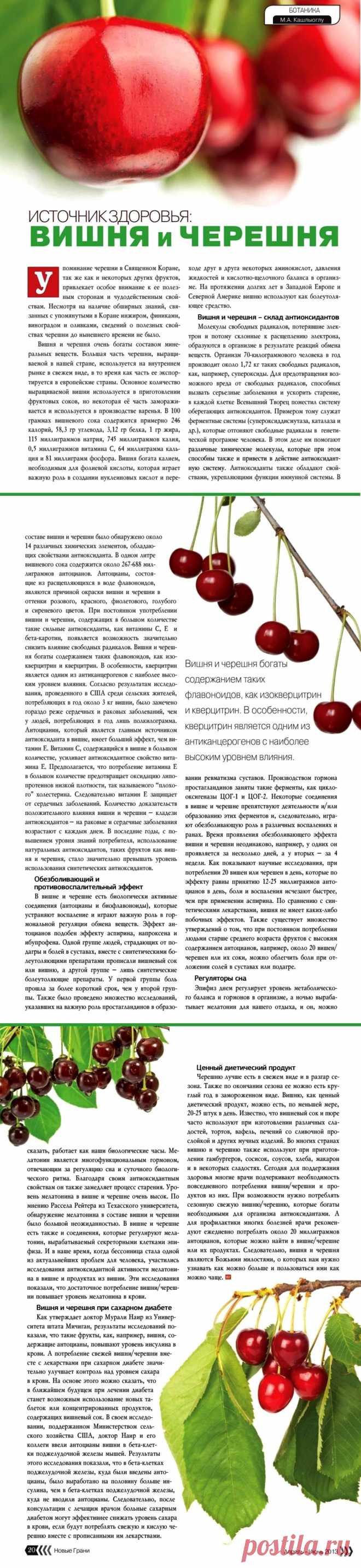 Вишня и черешня - источник здоровья